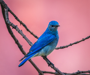 Mountain Bluebird