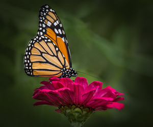 Butterfly 1