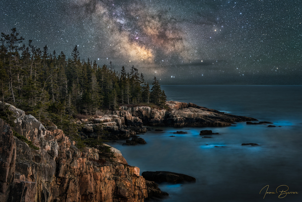 Bioluminescence by Imma Barrera