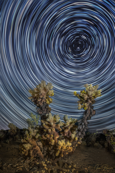 Cholla  Print
