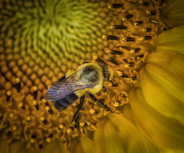 Bumble bee  Print