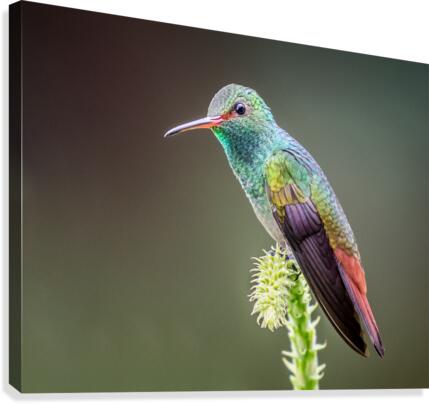 Taking a break from humming  Canvas Print