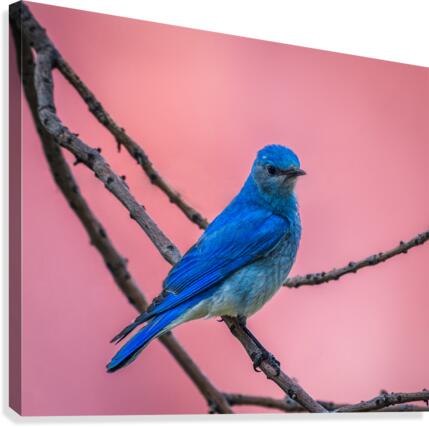 Mountain Bluebird  Canvas Print
