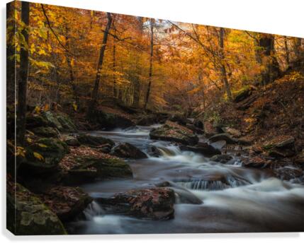 Ricketts Glen in the fall  Canvas Print