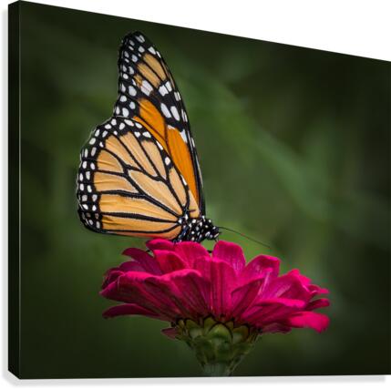 Butterfly 1  Canvas Print