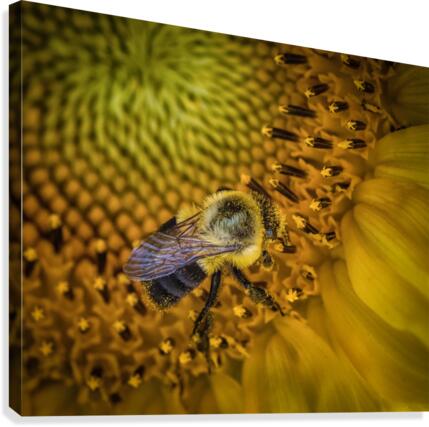 Bumble bee  Canvas Print