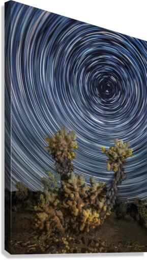 Cholla  Canvas Print