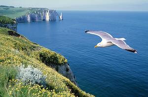 Exploring the Beauty of Meadow on Cliffs and Seagull Flying over Blue Sea