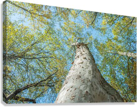 Under the tree Canvas Print