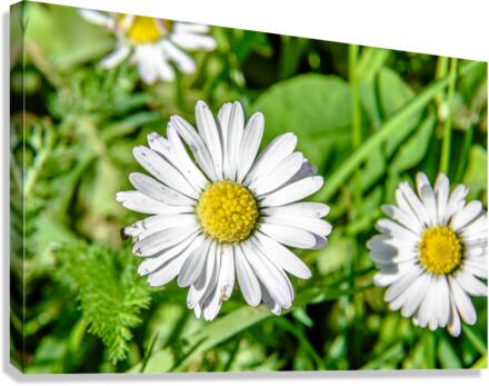 Bellis Canvas Print