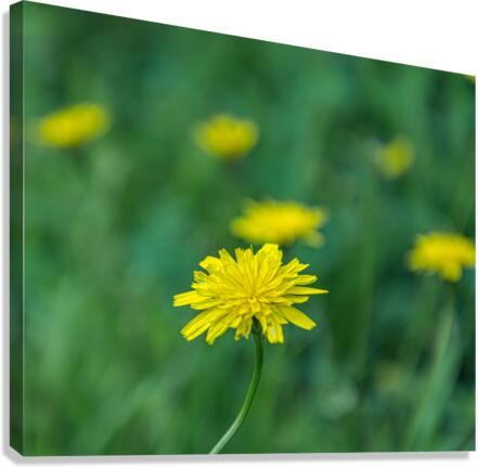 Hawkweed Canvas Print