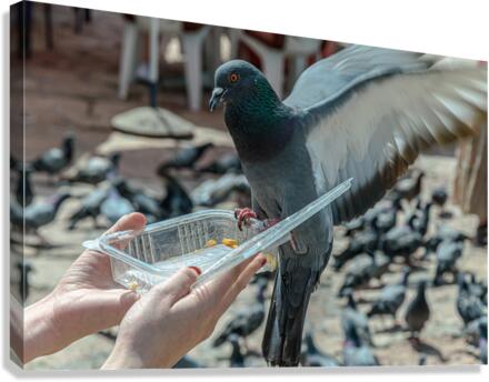 Feeding time Canvas Print