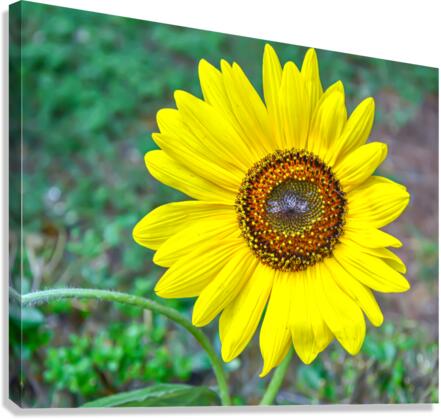 Sunflower Canvas Print