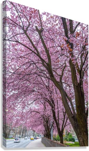 Cherry Plum Trees Canvas Print