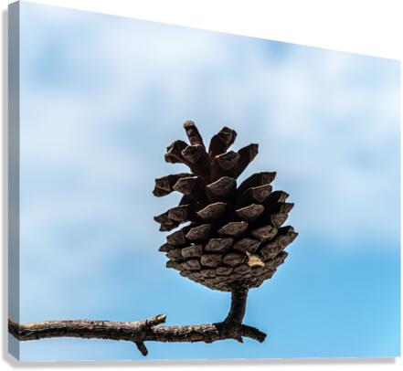 Conifer cone Canvas Print