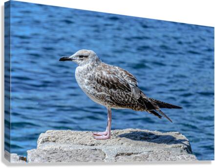 Seagull standing Canvas Print