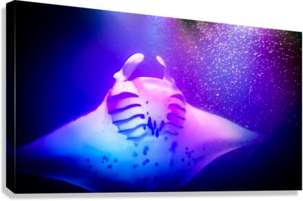 Rize Canvas Print