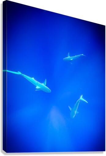 Deep Water Canvas Print