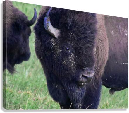 Bison Canvas Print