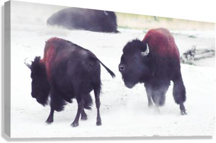 Turf War Canvas Print
