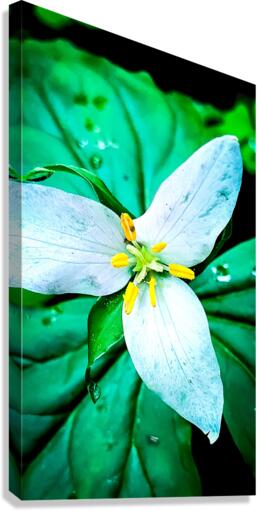 Trillium Canvas Print