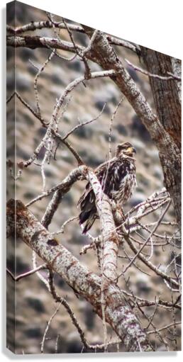 Juvinal Eagle perched Canvas Print