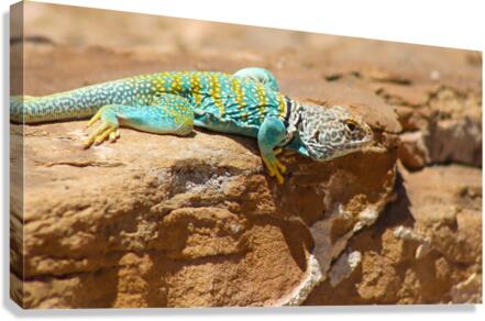 Collared Lizard Leaping Canvas Print