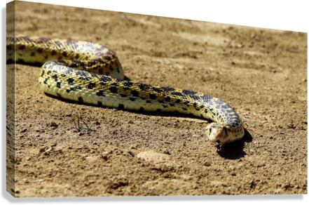 Bullsnake Canvas Print