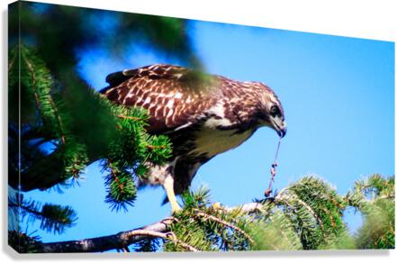 Preditor Canvas Print