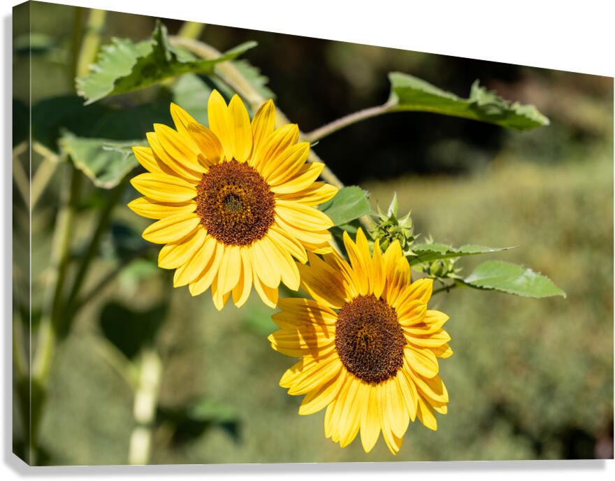 Sunflowers  Canvas Print