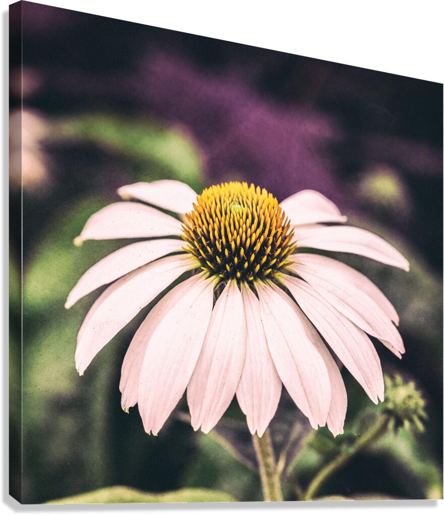 Coneflower Canvas Print