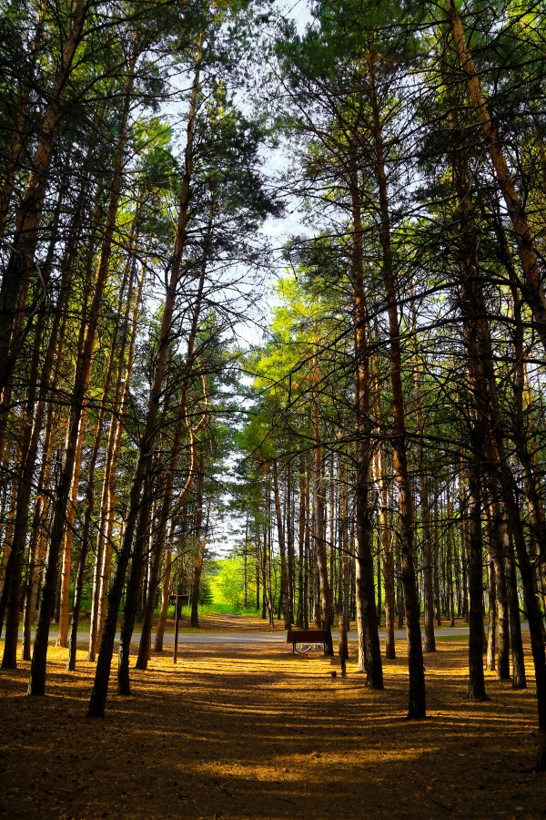 Bird Hill Manitoba  Print