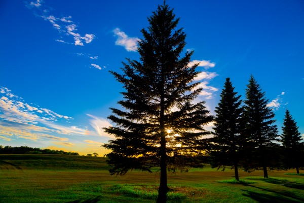 TREE AT SUNSET Print