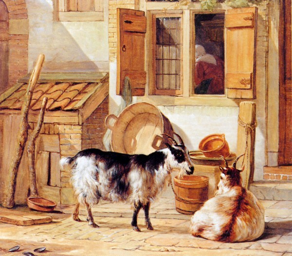 Goats in a yard Print