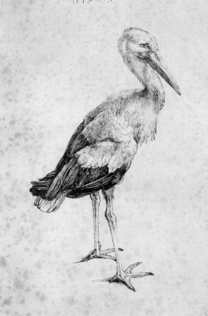 Stork