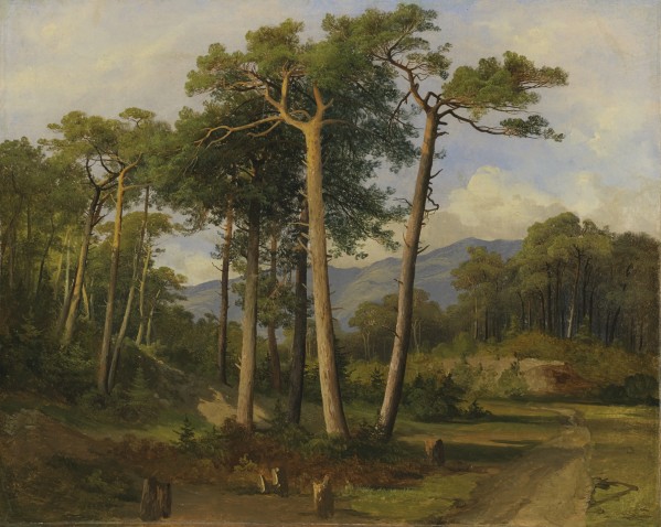 A forest landscape Print