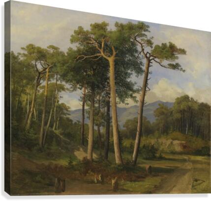 A forest landscape Canvas Print