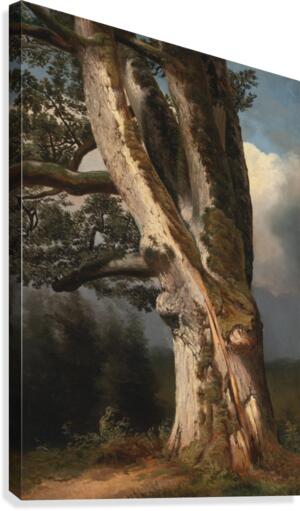 An oaktree trunk Canvas Print
