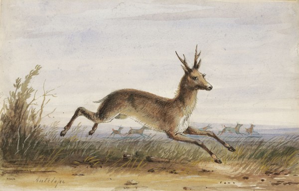 Antelope Print