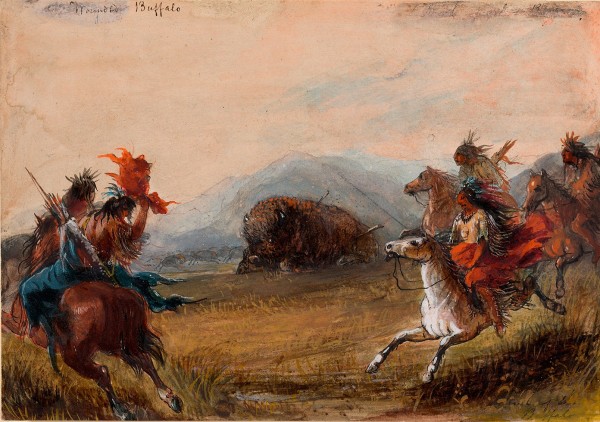 Wounded Buffalo Print