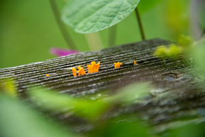 Micro Fungi