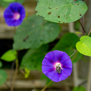 Morning Bee