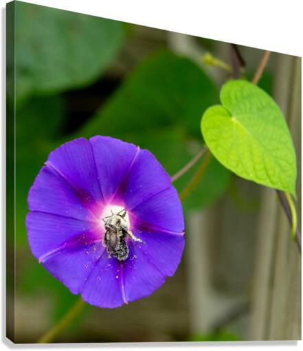 Busy Bee Canvas Print