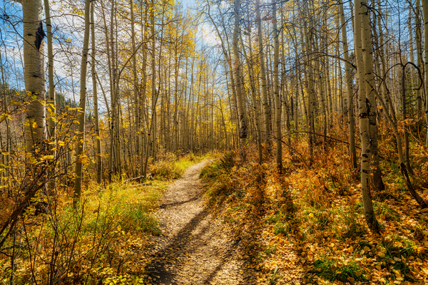 Walk Through the Aspens  by Derrick Cochran