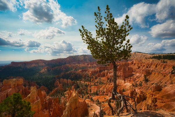 Bryce Canyon Walking Tree by Derrick Cochran