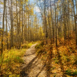 Walk Through the Aspens 