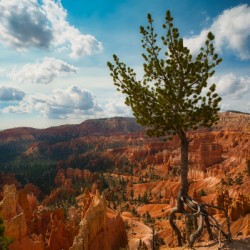 Bryce Canyon Walking Tree