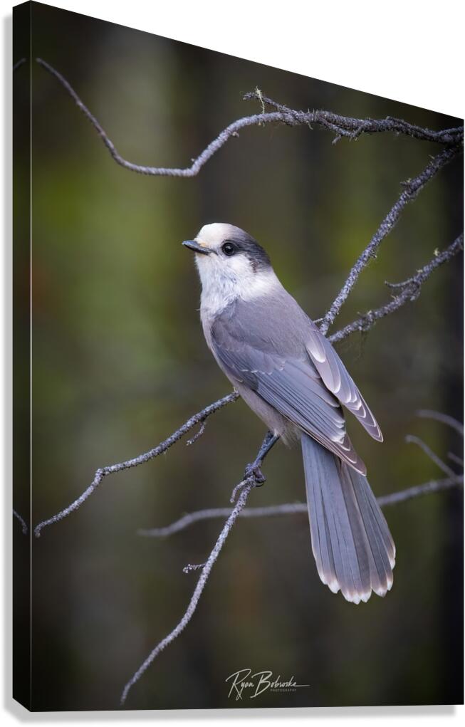 Grey Jay Canvas Print