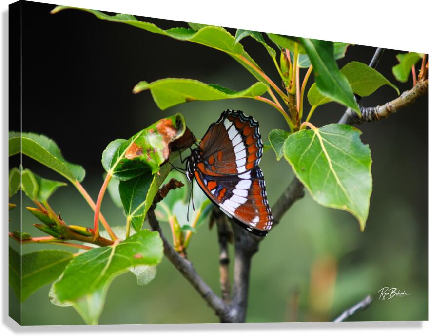 Hanging Out Canvas Print