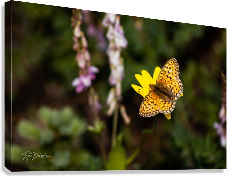 Floating Magic Canvas Print